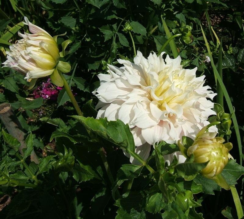 Photo of Dahlia 'Gitts Perfection' uploaded by pirl