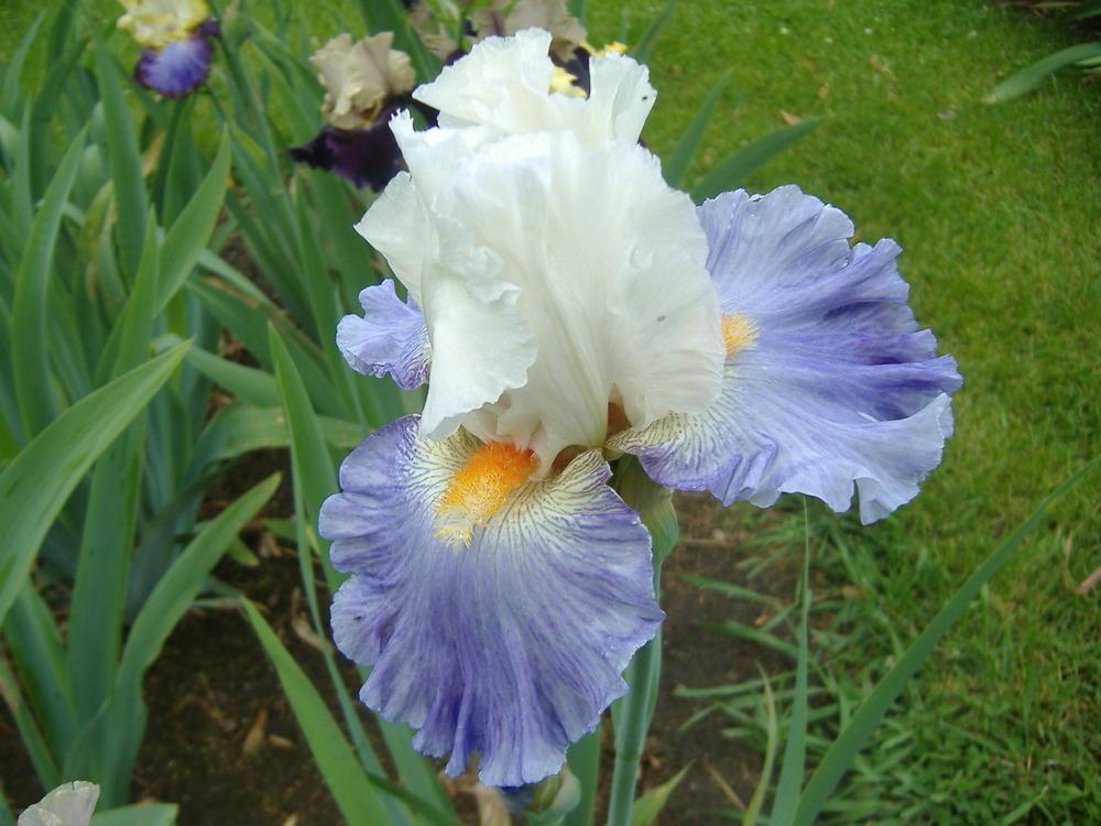Photo of Tall Bearded Iris (Iris 'Churchill Lane') uploaded by tveguy3