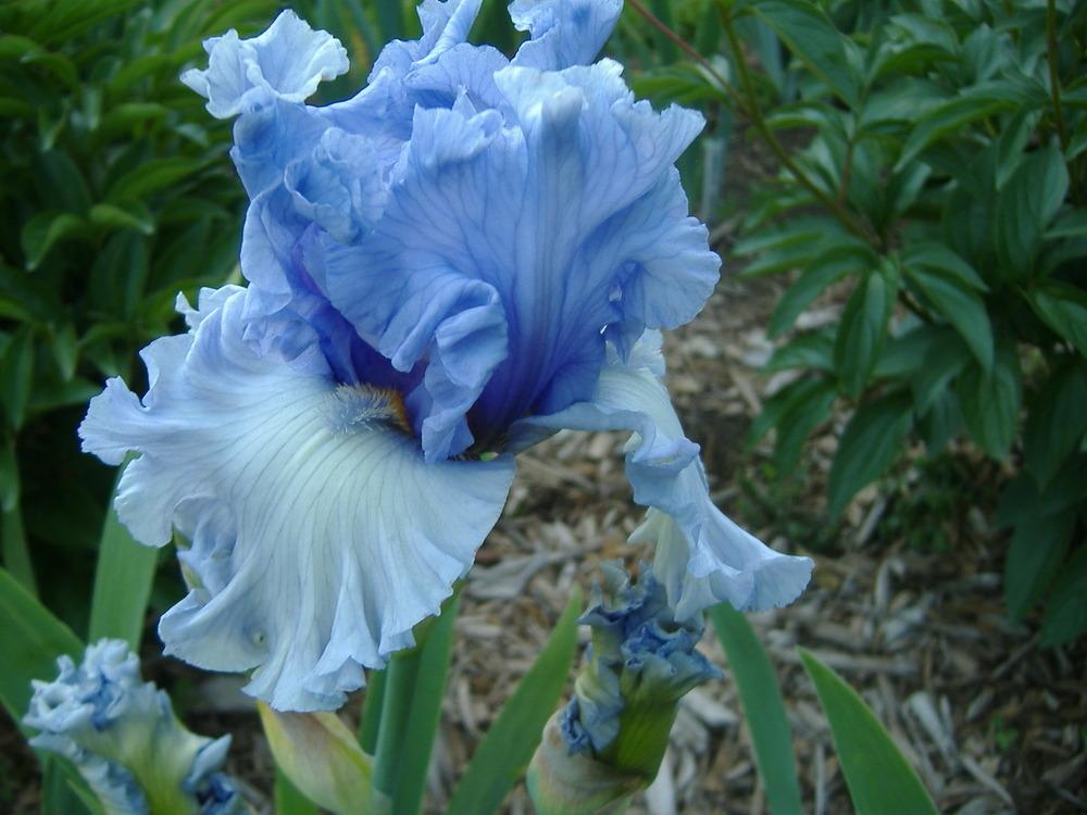 Photo of Tall Bearded Iris (Iris 'Never Been Kissed') uploaded by tveguy3