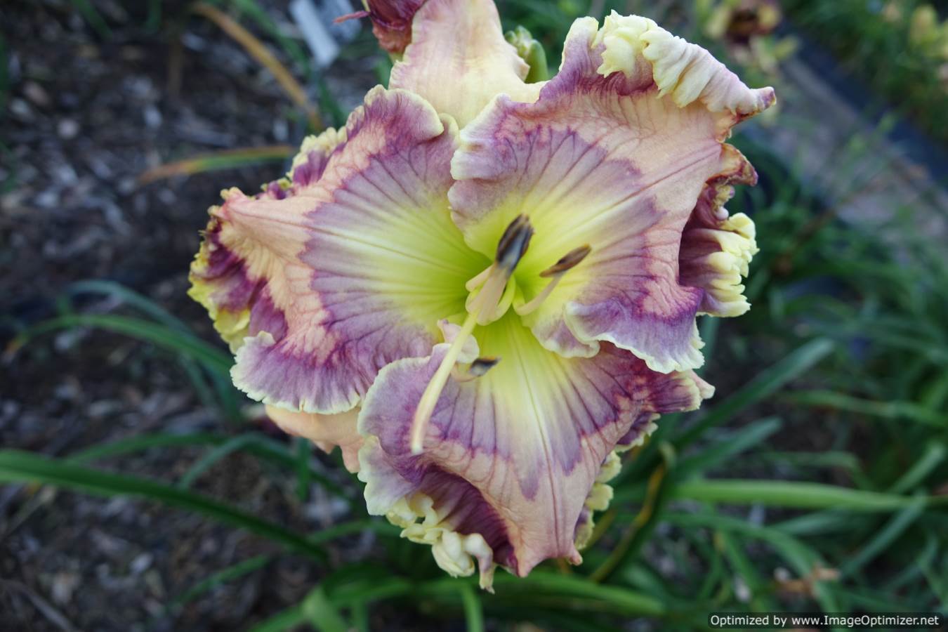 Photo of Daylily (Hemerocallis 'Prism Palette') uploaded by Calif_Sue