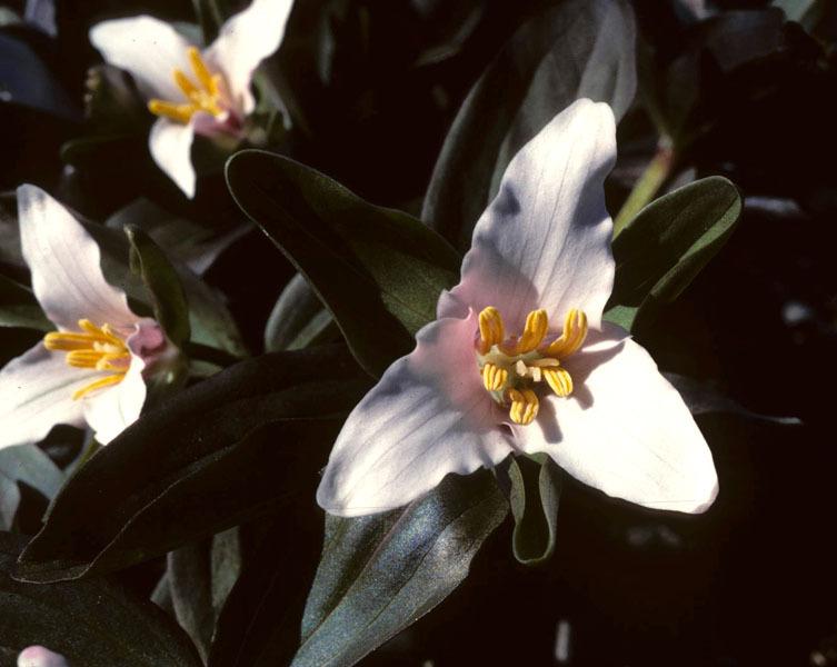 Photo of American Wood Lily (Trillium pusillum 'Roadrunner') uploaded by Calif_Sue