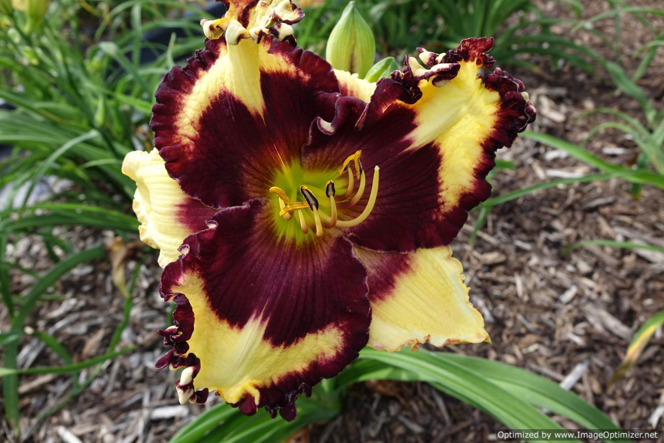 Photo of Daylily (Hemerocallis 'Simply Leaves Me Breathless') uploaded by Calif_Sue