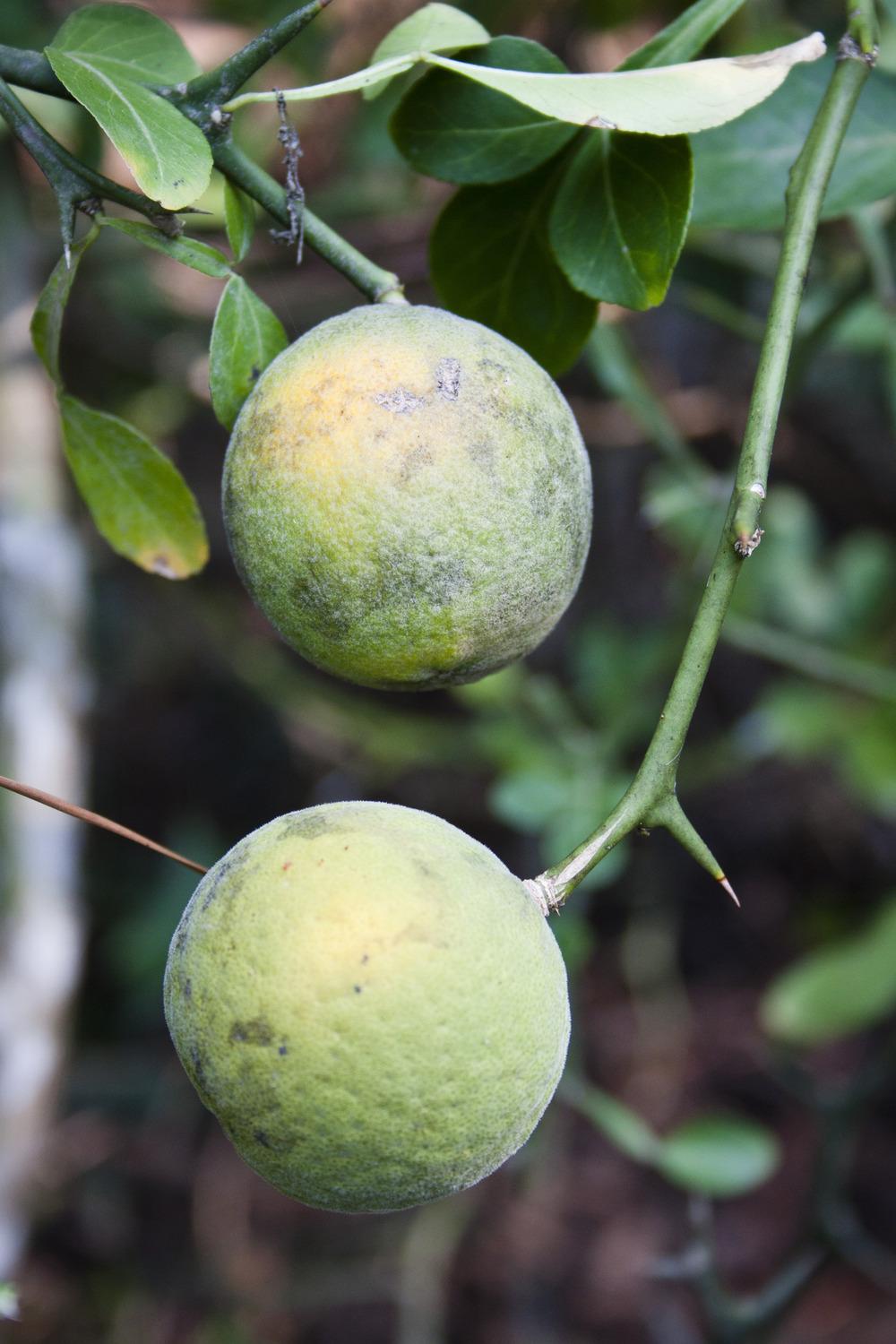 Photo of Trifoliate orange (Citrus trifoliata) uploaded by Misti