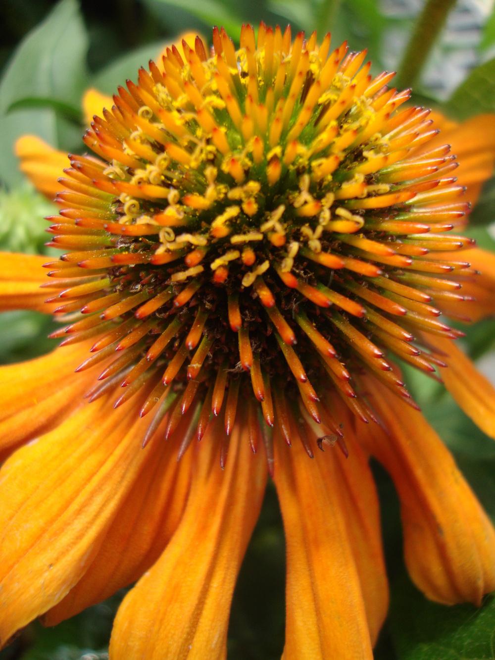 Photo of Coneflower (Echinacea Sombrero® Adobe Orange) uploaded by Paul2032