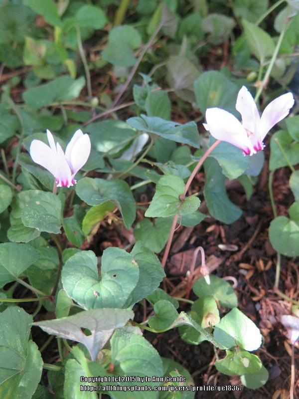 Photo of Sowbread (Cyclamen) uploaded by ge1836