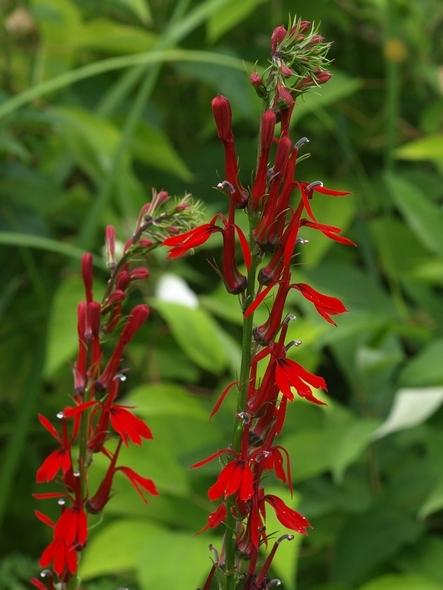Photo of Cardinal Flower (Lobelia cardinalis) uploaded by plantrob