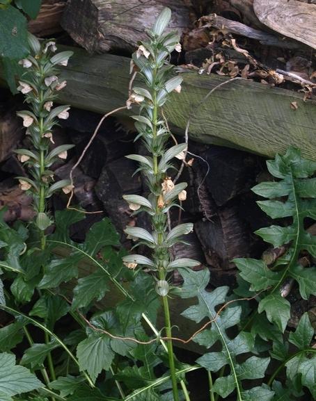 Photo of Bear's Breeches (Acanthus hungaricus) uploaded by plantrob
