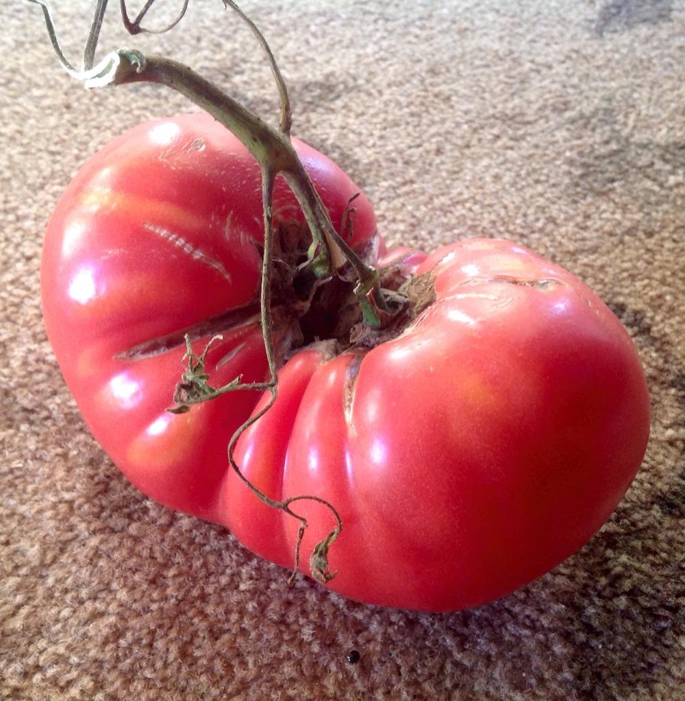 Photo of Tomato (Solanum lycopersicum 'Mortgage Lifter') uploaded by profesora