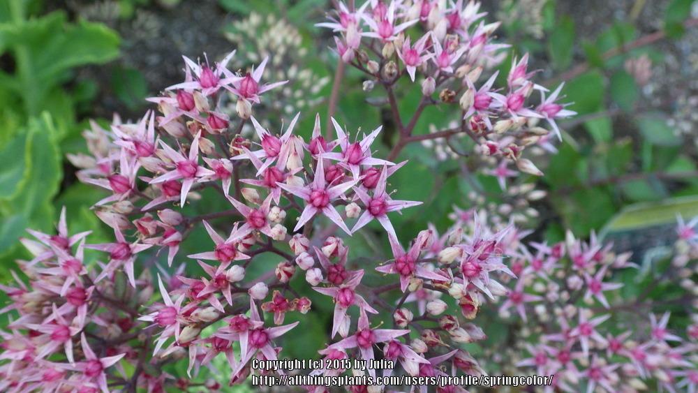 Photo of Stonecrop (Hylotelephium 'Cloud Walker') uploaded by springcolor