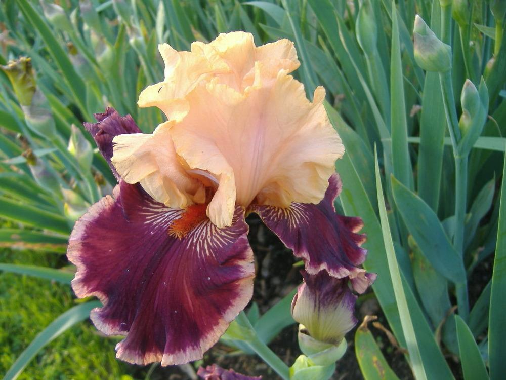 Photo of Tall Bearded Iris (Iris 'Glamour Pants') uploaded by tveguy3
