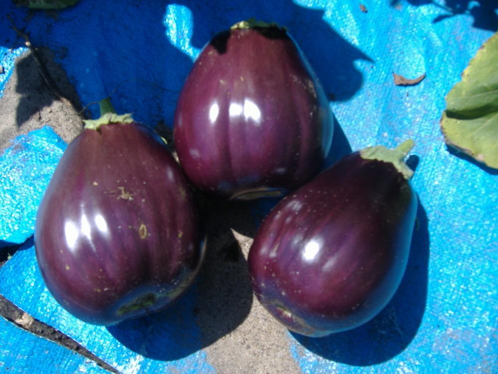 Photo of Eggplants (Solanum melongena) uploaded by tveguy3