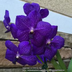 Location: Tampa, Florida
Date: 3rd week of  August 2015
This is my first blue orchid. Vanda Pachara Delight is said to be
