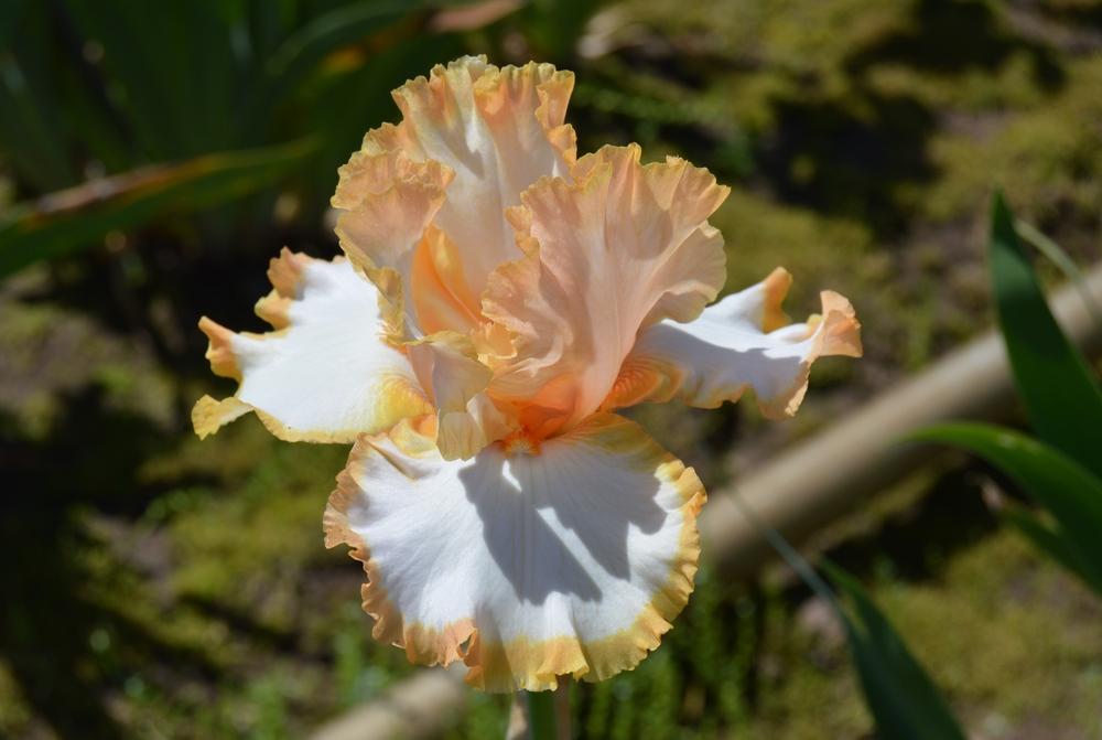 Photo of Tall Bearded Iris (Iris 'Precious Halo') uploaded by KentPfeiffer