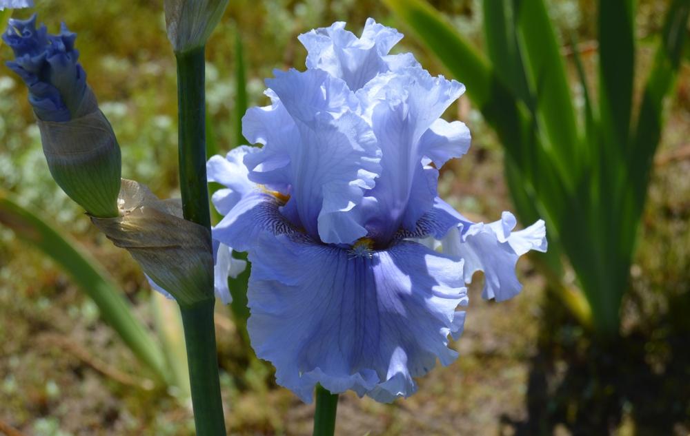 Photo of Tall Bearded Iris (Iris 'Platinum Passion') uploaded by KentPfeiffer