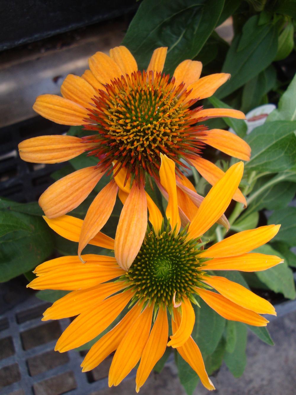 Photo of Coneflower (Echinacea Sombrero® Adobe Orange) uploaded by Paul2032