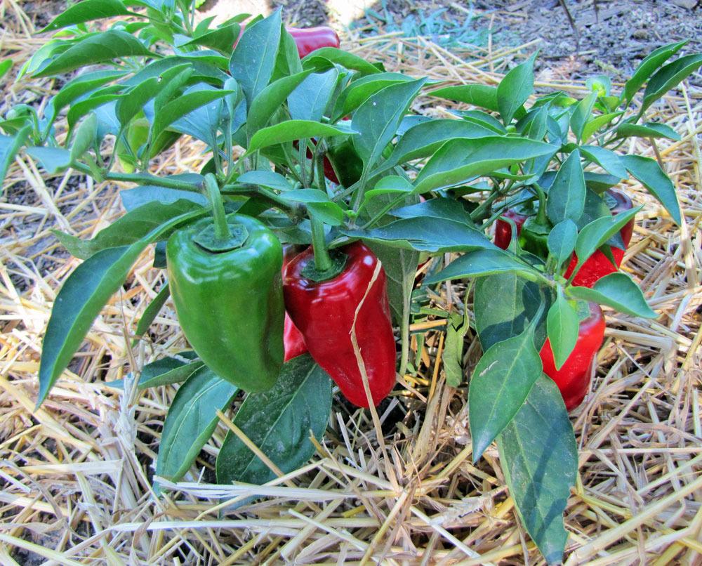 Photo of Pepper (Capsicum annuum 'Sweet Heat') uploaded by TBGDN