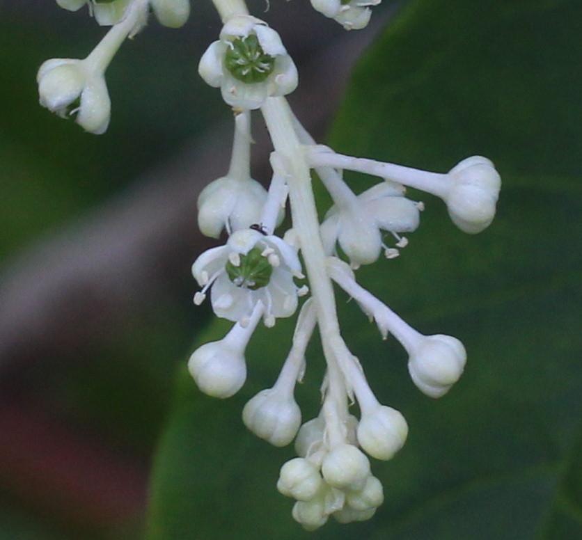 Photo of Pokeweed (Phytolacca americana) uploaded by dave