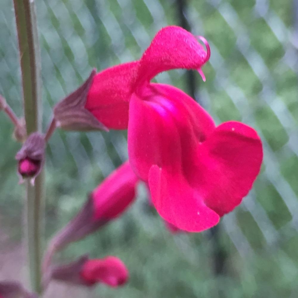 Photo of Sage (Salvia Windwalker® Royal Red) uploaded by jg0613