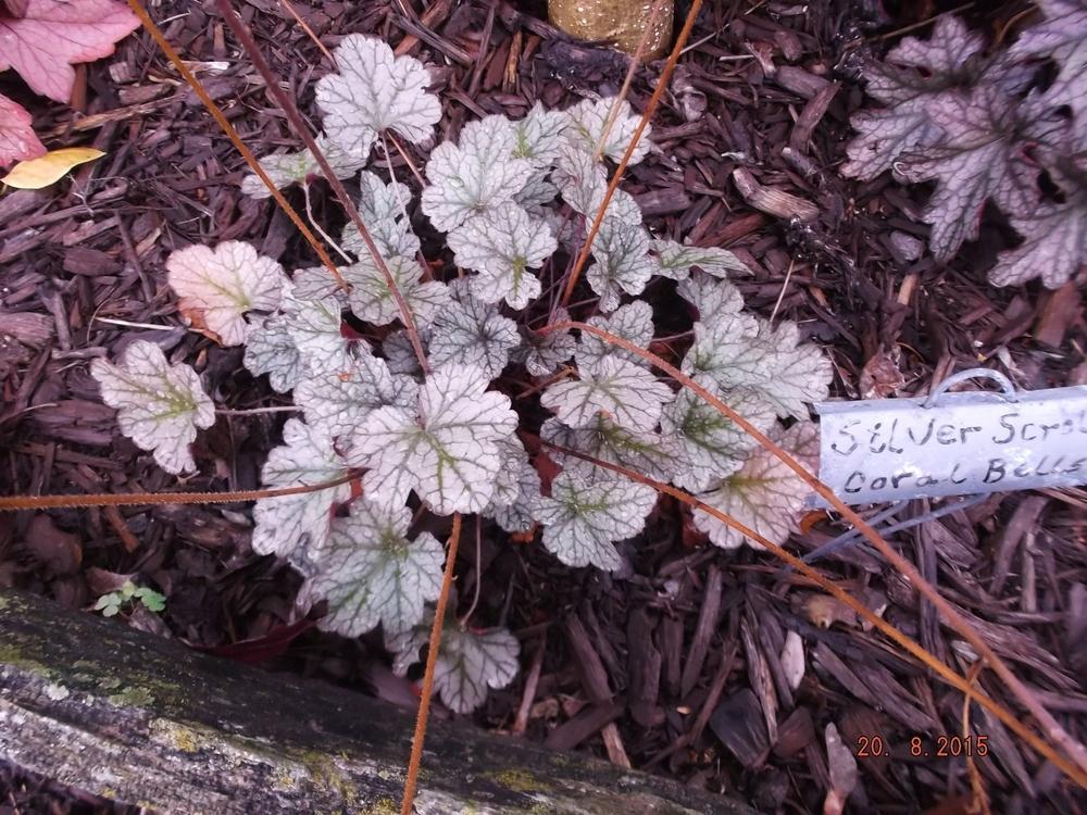 Photo of Coral Bells (Heuchera 'Silver Scrolls') uploaded by linjarvis