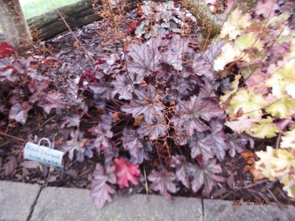 Photo of Coral Bells (Heuchera 'Frosted Violet') uploaded by linjarvis
