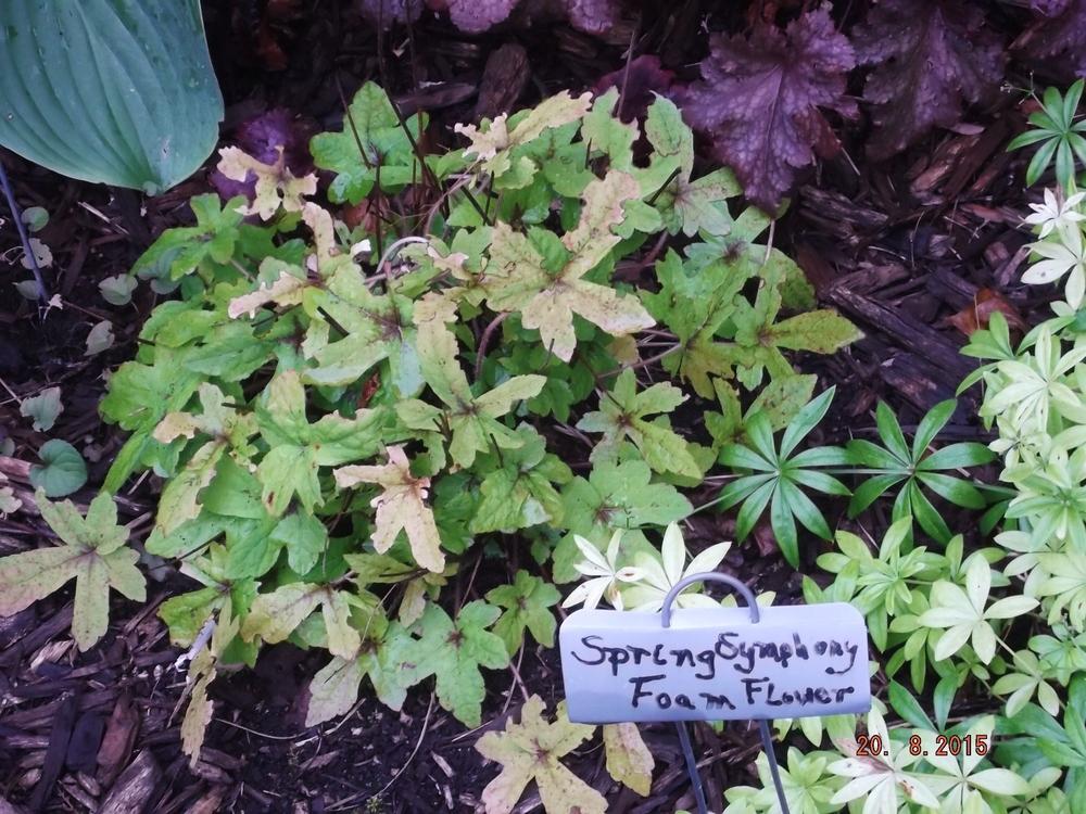Photo of Foamflower (Tiarella 'Spring Symphony') uploaded by linjarvis