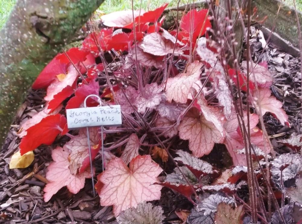 Photo of Coral Bells (Heuchera 'Georgia Peach') uploaded by linjarvis