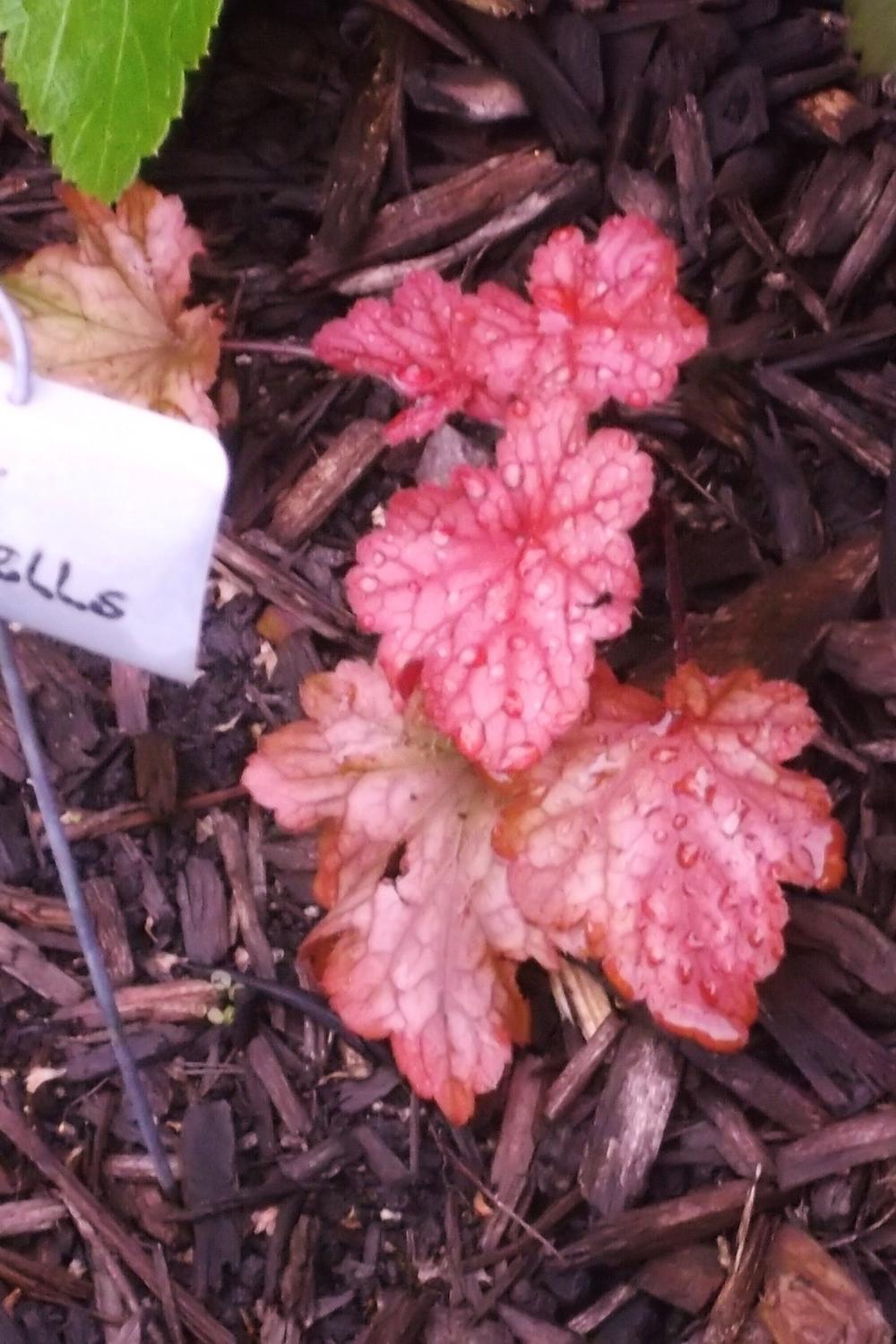 Photo of Coral Bells (Heuchera 'Paprika') uploaded by linjarvis
