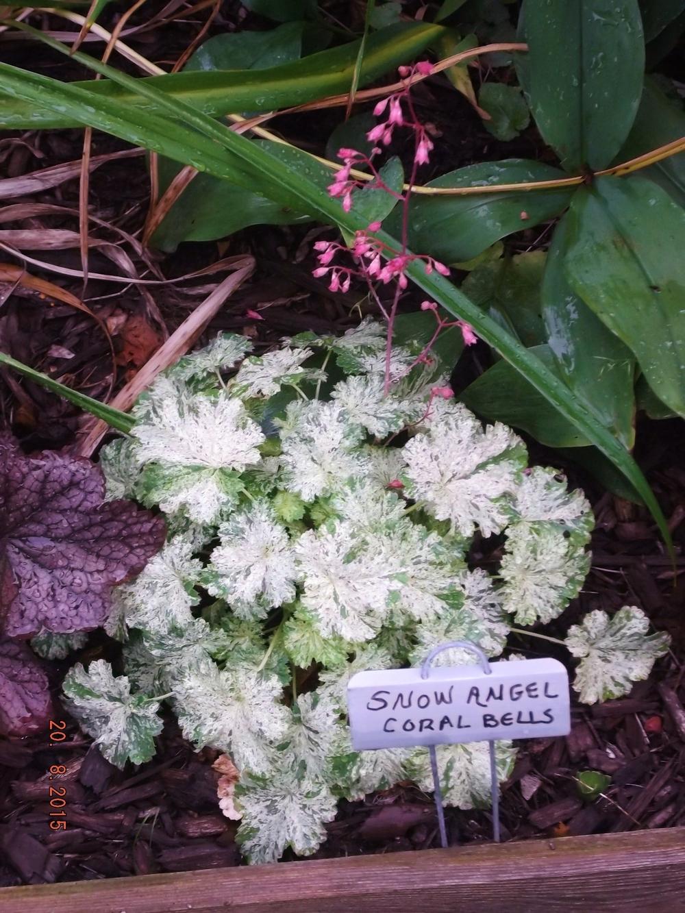 Photo of Coral Bells (Heuchera sanguinea 'Snow Angel') uploaded by linjarvis