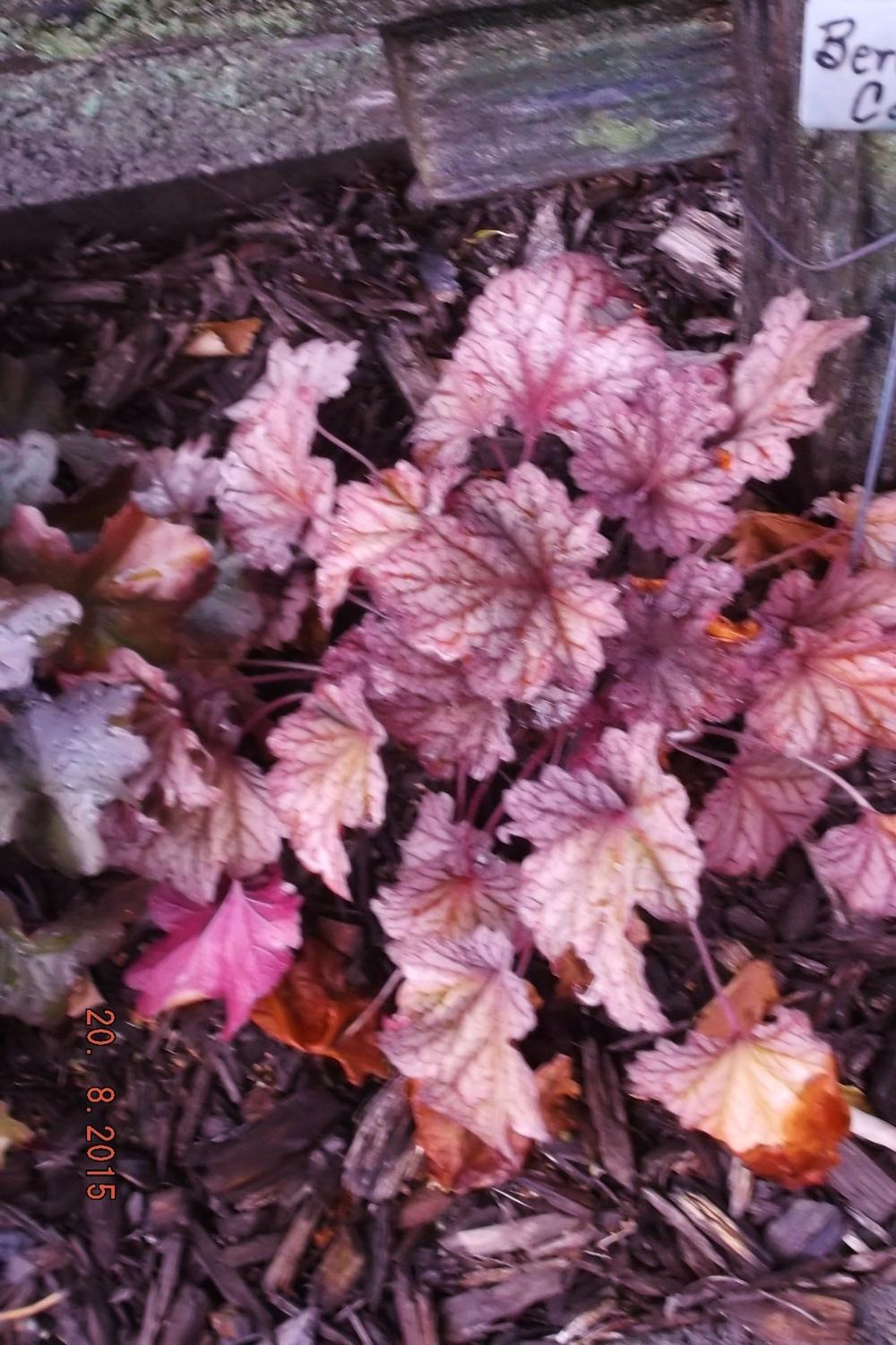 Photo of Coral Bells (Heuchera 'Berry Smoothie') uploaded by linjarvis