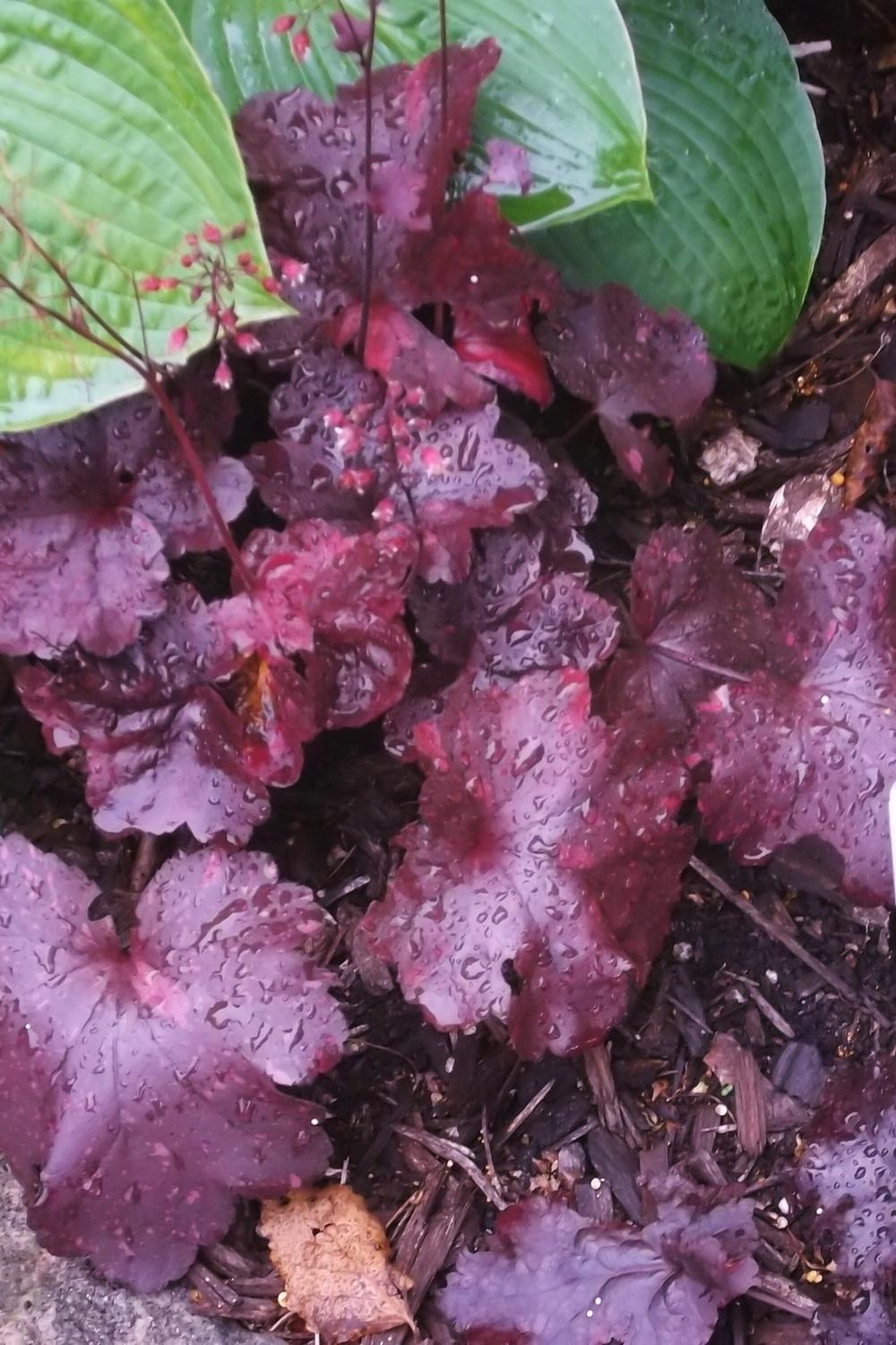 Photo of Coral Bells (Heuchera 'Galaxy') uploaded by linjarvis