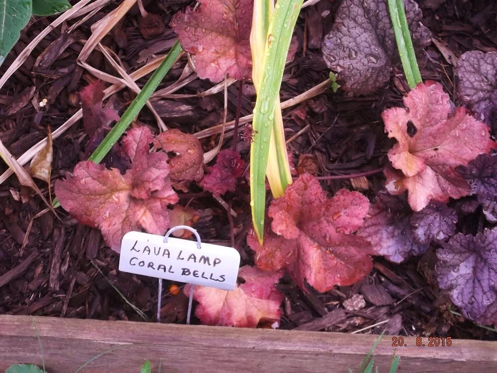 Photo of Coral Bells (Heuchera 'Lava Lamp') uploaded by linjarvis