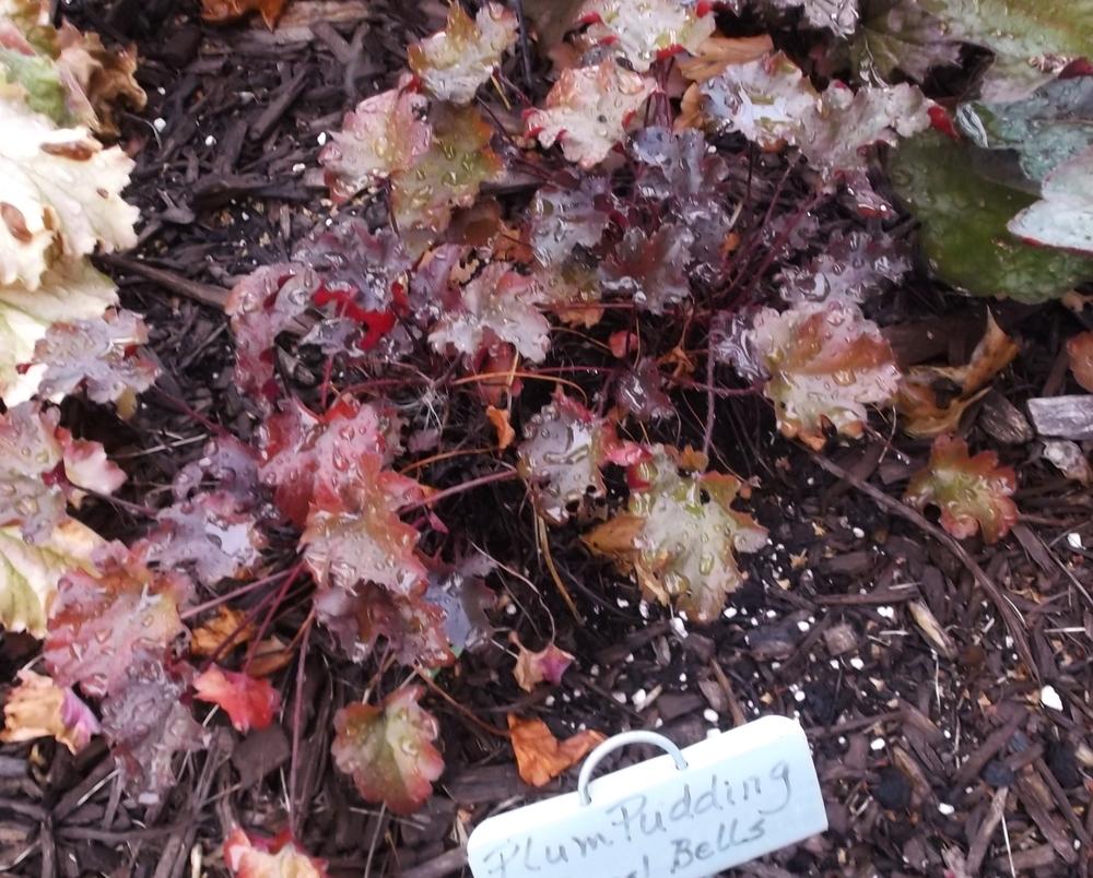 Photo of Coral Bells (Heuchera 'Plum Pudding') uploaded by linjarvis