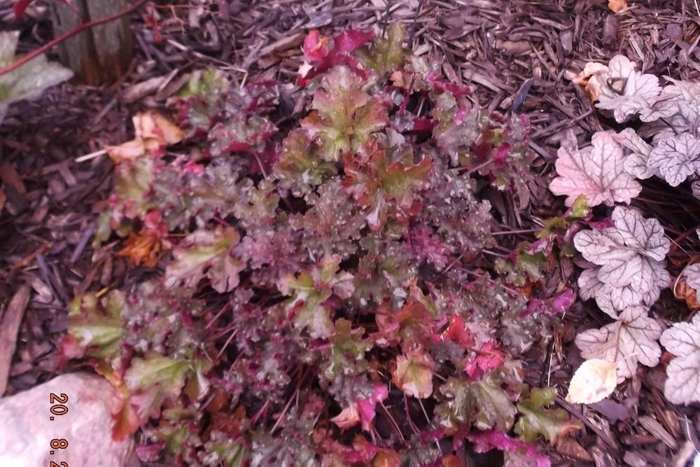 Photo of Coral Bells (Heuchera 'Can Can') uploaded by linjarvis