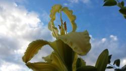 Thumb of 2015-08-23/DogsNDaylilies/de728d