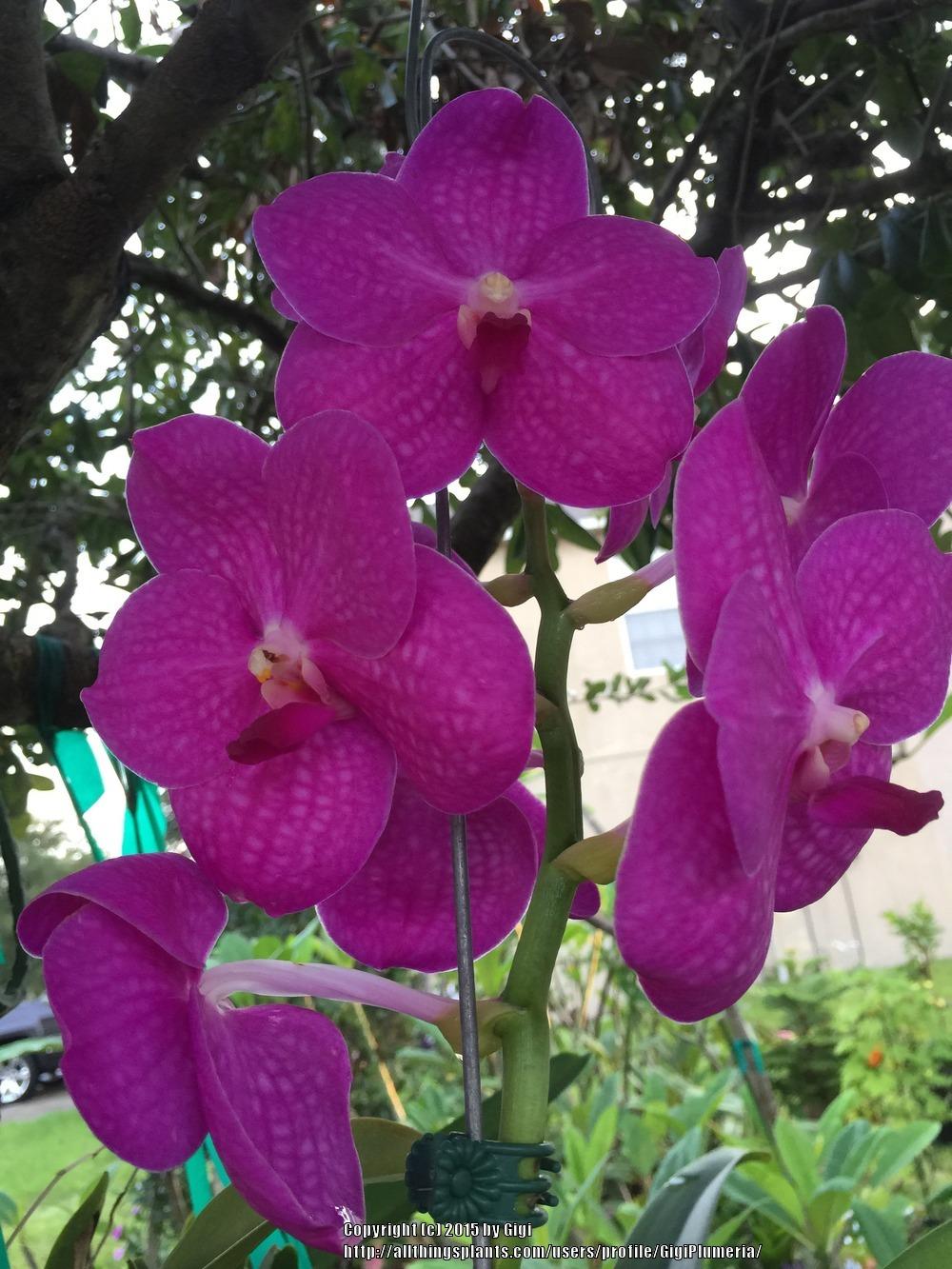 Photo of Orchid (Vanda Pachara Delight 'Pink') uploaded by GigiPlumeria