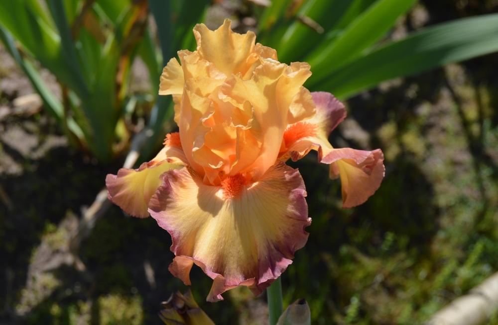 Photo of Tall Bearded Iris (Iris 'Ringtone') uploaded by KentPfeiffer