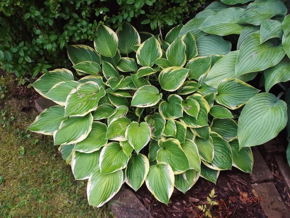 Photo of Hosta 'Francee' uploaded by linjarvis