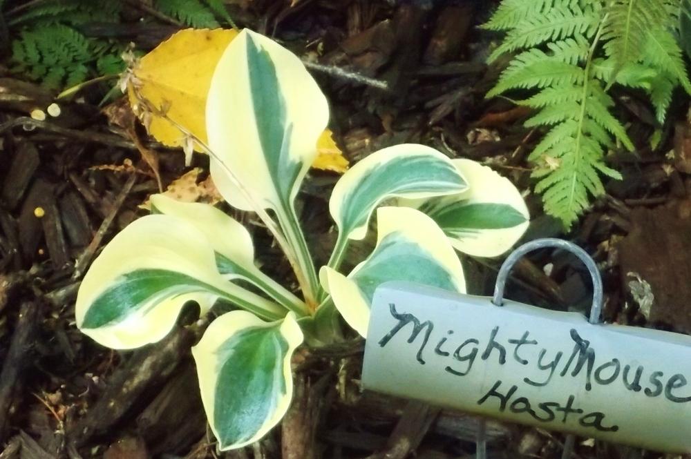 Photo of Hosta 'Mighty Mouse' uploaded by linjarvis