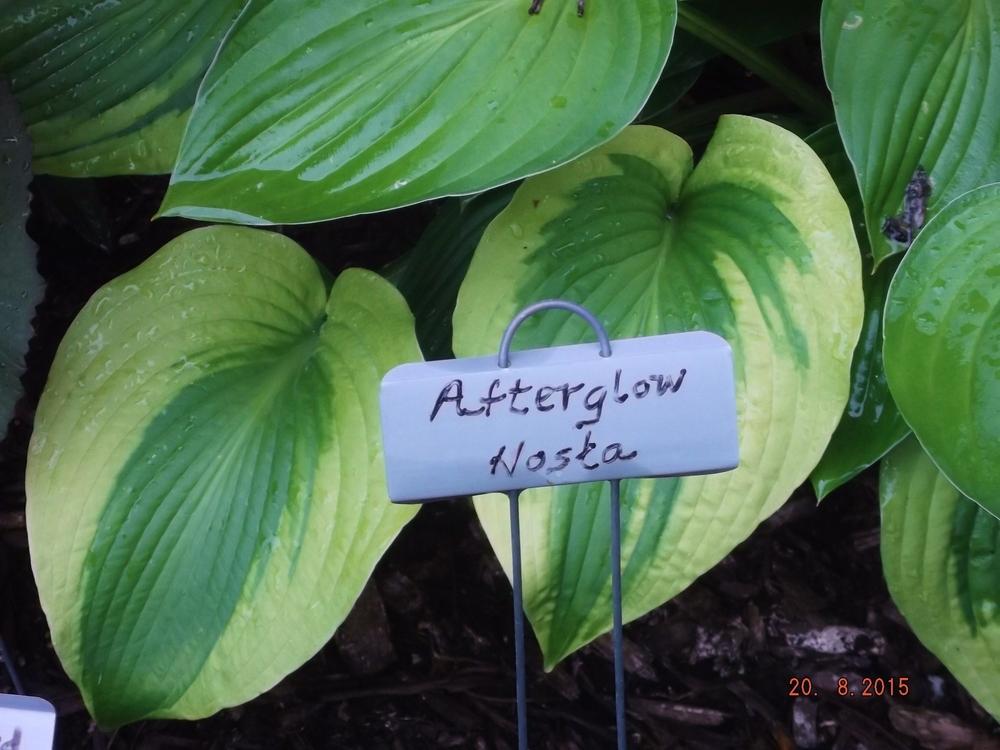 Photo of Hosta 'Afterglow' uploaded by linjarvis