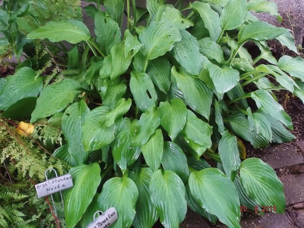 Photo of Hosta 'Royal Standard' uploaded by linjarvis