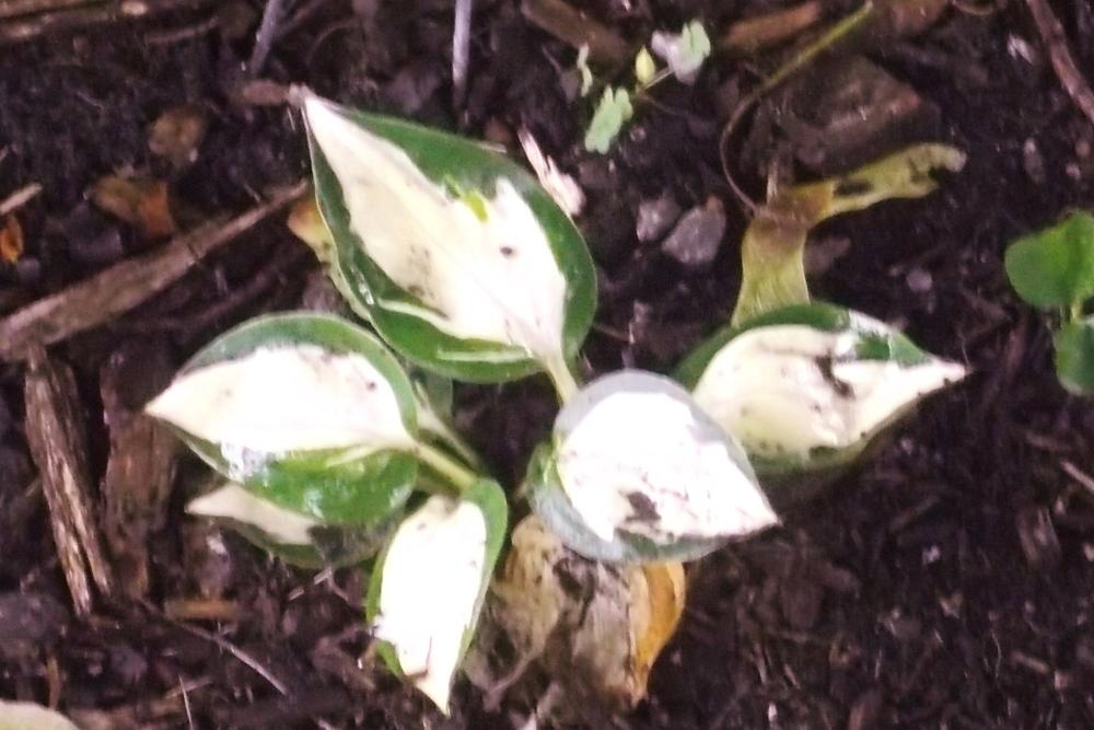 Photo of Hosta 'Paradise on Fire' uploaded by linjarvis