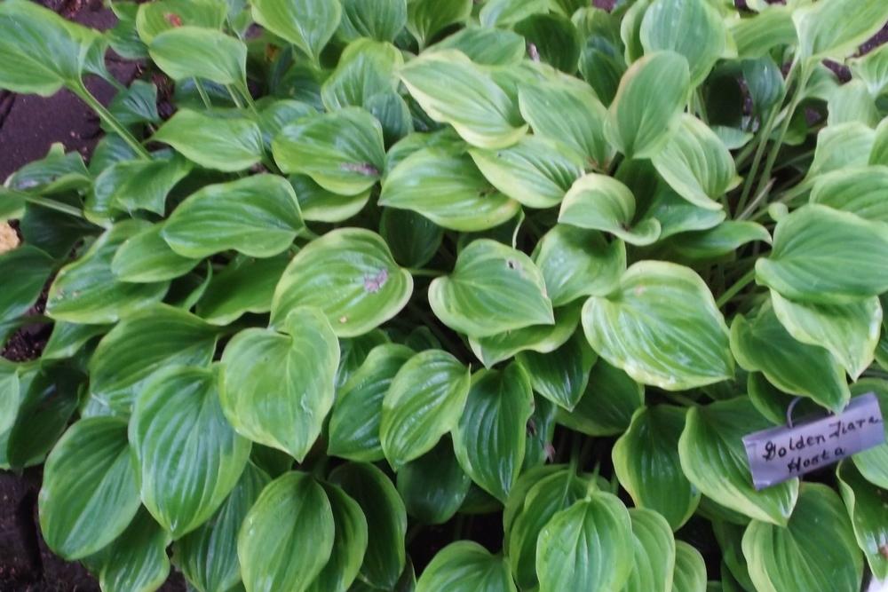 Photo of Hosta 'Golden Tiara' uploaded by linjarvis