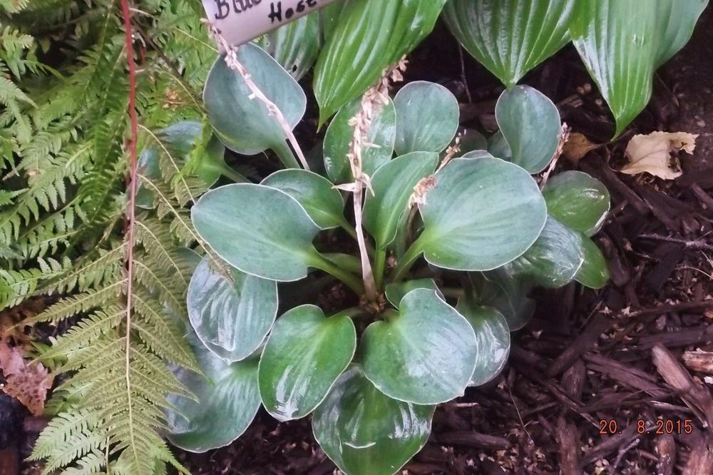 Photo of Hosta 'Blue Mouse Ears' uploaded by linjarvis