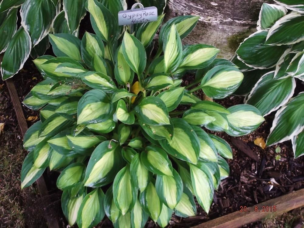 Photo of Hosta 'Gypsy Rose' uploaded by linjarvis
