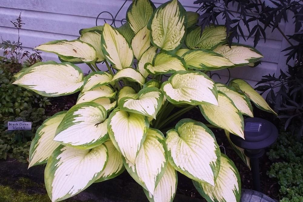 Photo of Hosta 'Paul's Glory' uploaded by linjarvis