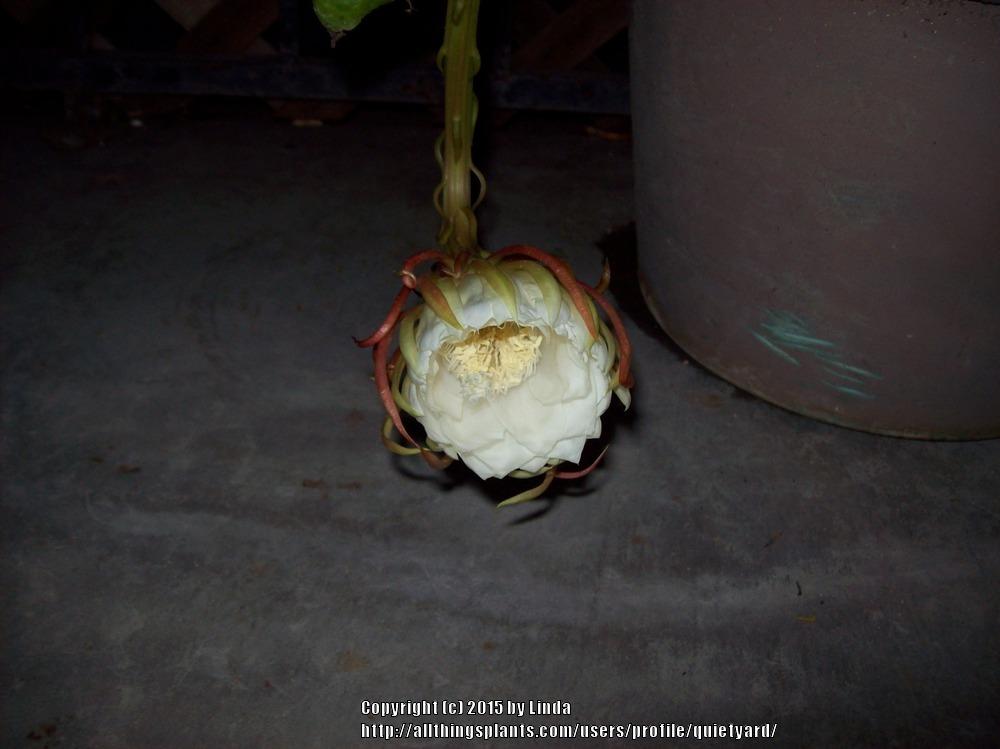 Photo of Queen of the Night (Epiphyllum oxypetalum) uploaded by quietyard