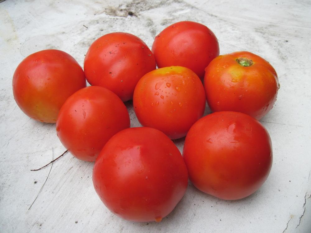 Photo of Tomato (Solanum lycopersicum 'Early Girl') uploaded by robertduval14