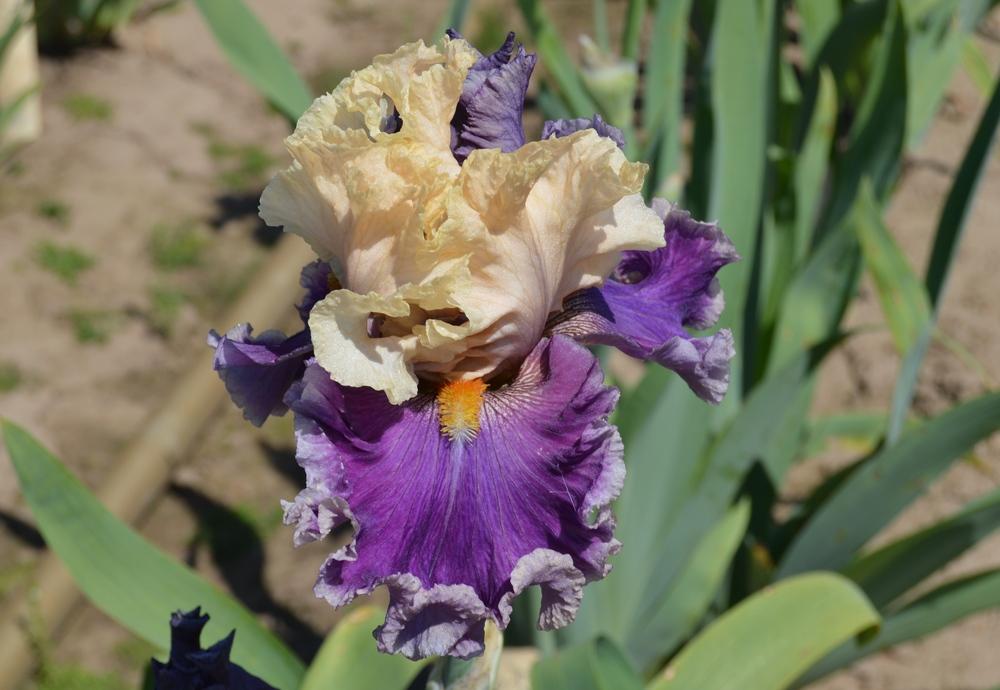 Photo of Tall Bearded Iris (Iris 'Roaring Twenties') uploaded by KentPfeiffer