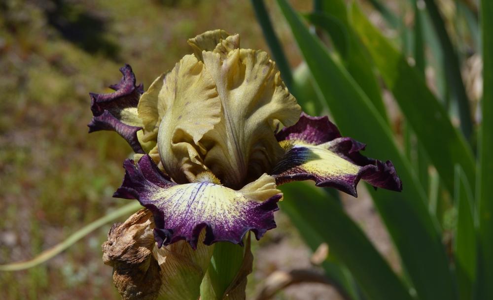 Photo of Tall Bearded Iris (Iris 'Roving Gambler') uploaded by KentPfeiffer