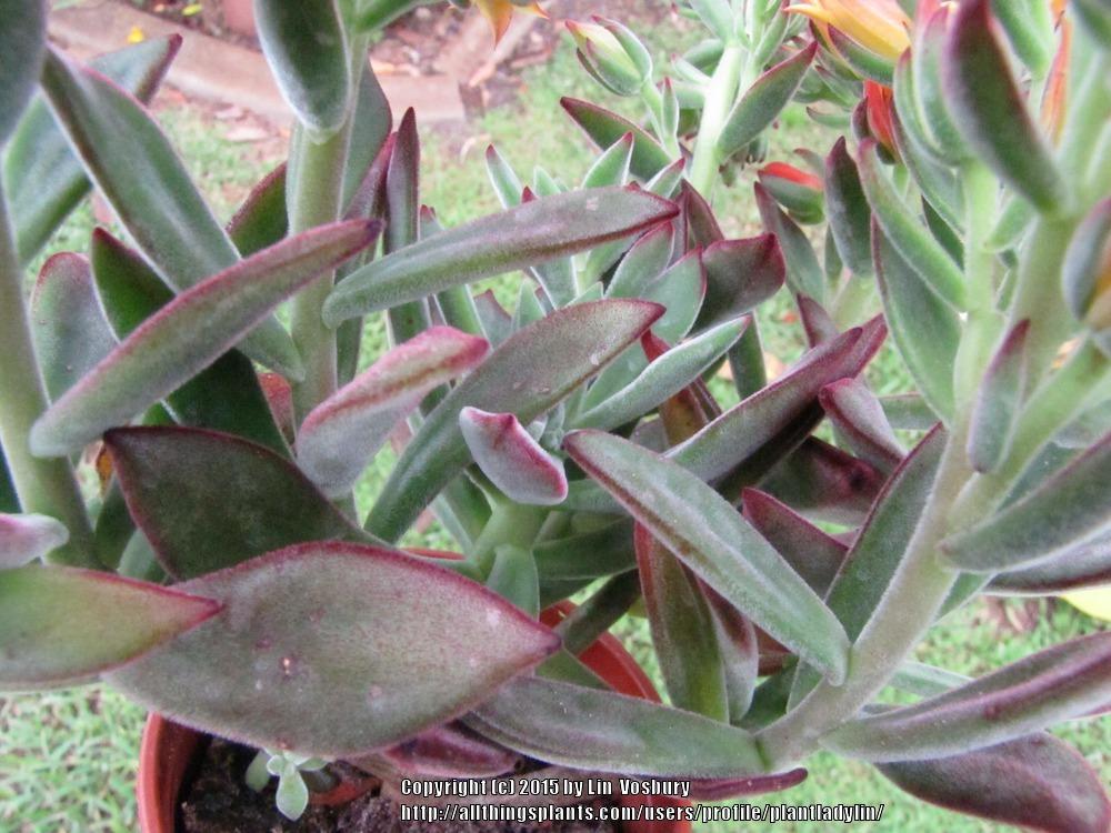 Photo of Echeveria (Echeveria pulvinata 'Red Velvet') uploaded by plantladylin